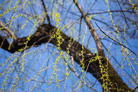 春天柳树的嫩芽背景图片