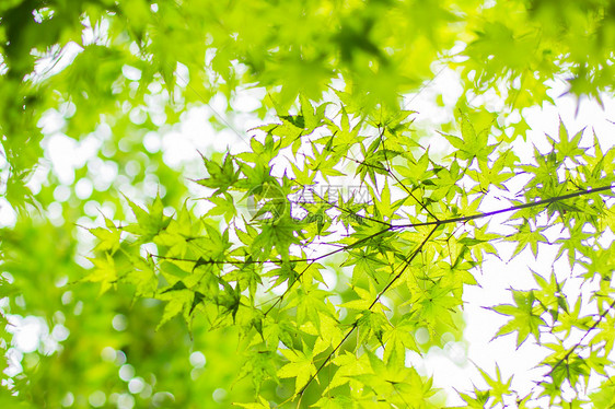 花草树木图片