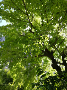 春景色图片 春景色素材 春景色高清图片 摄图网图片下载