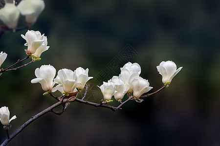 上海线春天里的花卉背景
