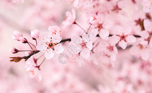 樱花粉色樱花高清图片