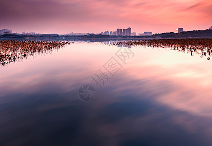 日落和反射水面湖北武汉月湖晚霞背景