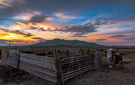 大草原绚烂日出下的牛群图片