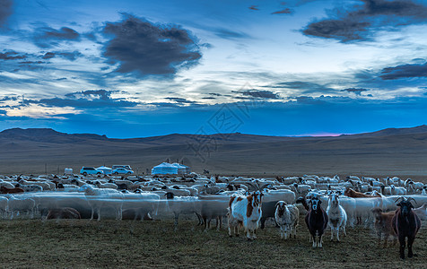 草原上流动的羊群图片