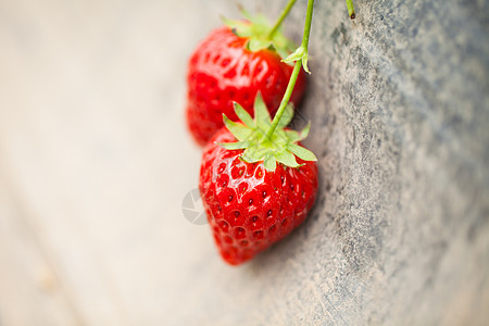 摘草莓背景图片
