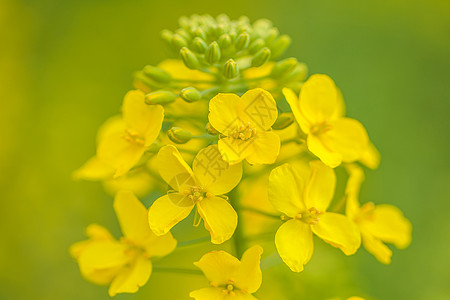 油菜花开特写图片