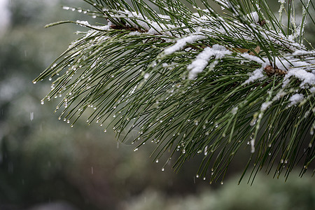 春雪寒露雪花高清图片