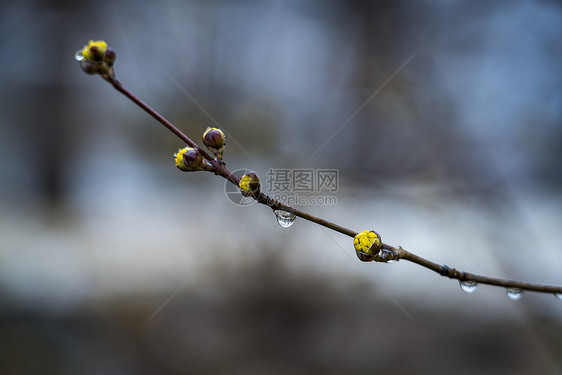 露水的春雪图片