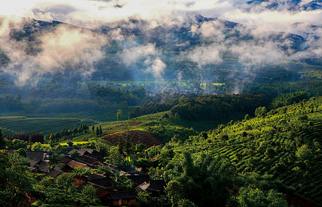 雁南飞茶田风景景迈山背景