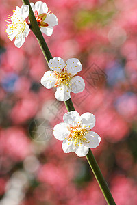 春天里的樱花背景图片