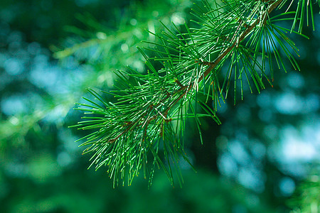 松树树枝图片