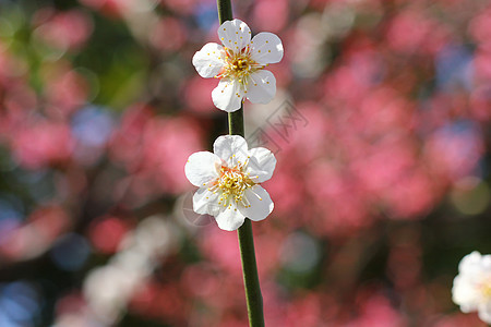 春天里的樱花图片