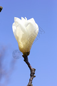 春天里的白玉兰花图片