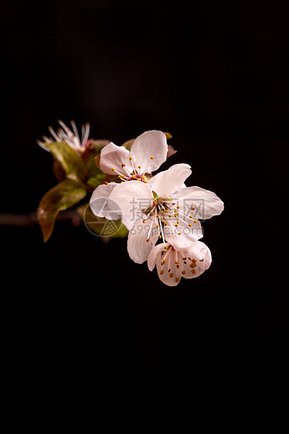 花卉紫叶李图片