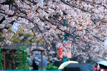 白色樱花树雨中人头攒动看樱花的人群背景