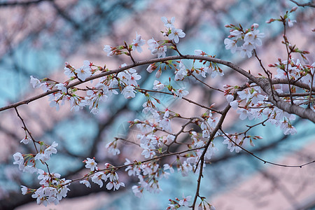 白色樱花树樱花背景