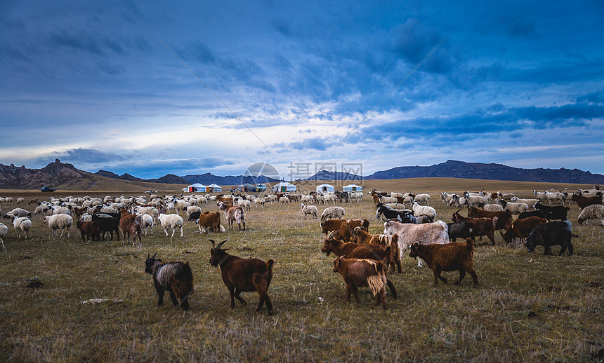 内蒙古大草原上的羊群图片