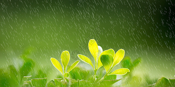 雨中植物图片