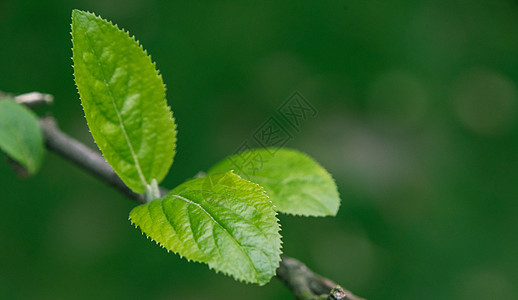 生长的绿芽背景图片