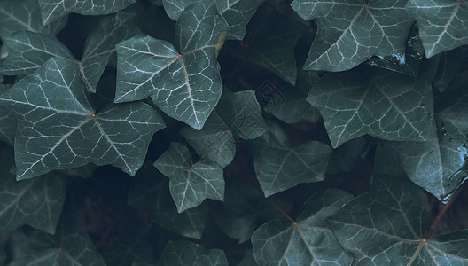墨绿色植物背景背景图片