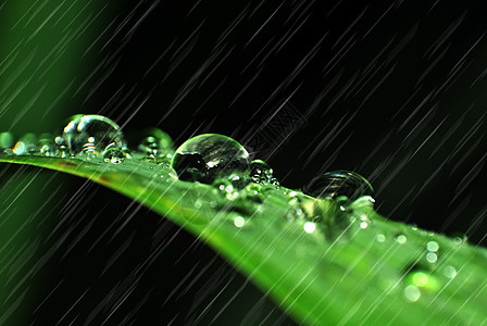 24节春分背景绿叶上的雨珠设计图片