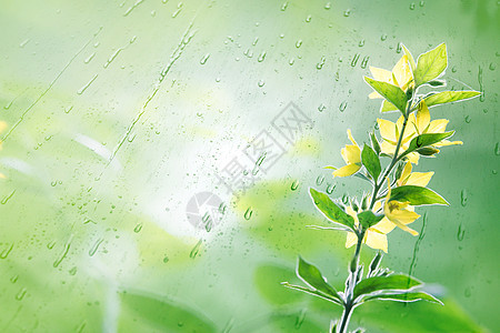 雨中的黄色花朵图片