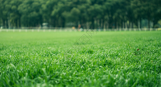 坐在草地绿色草地背景