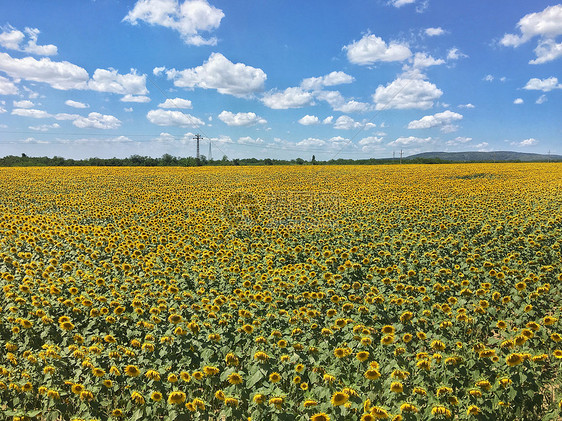 夏天金黄的向日葵花海图片