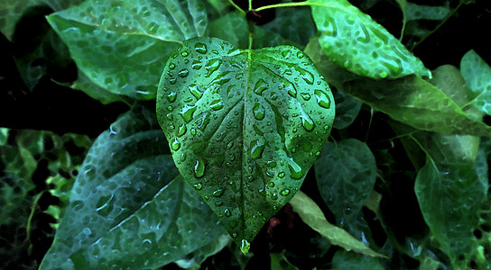 春色雨滴图片