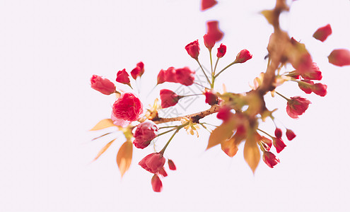 春天 樱花背景图片
