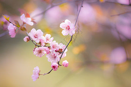 树枝剪影三月桃花背景