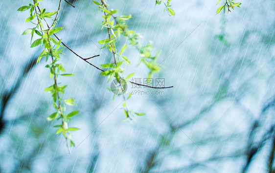 春天雨水图片