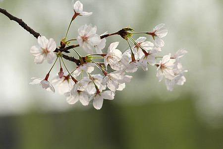 樱花图片