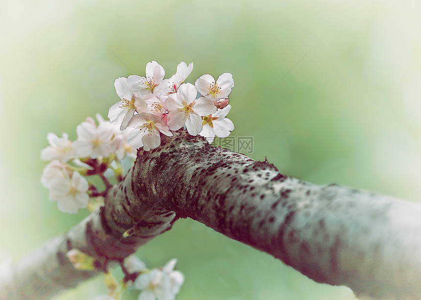 ‘~画意浪漫樱花  ~’ 的图片