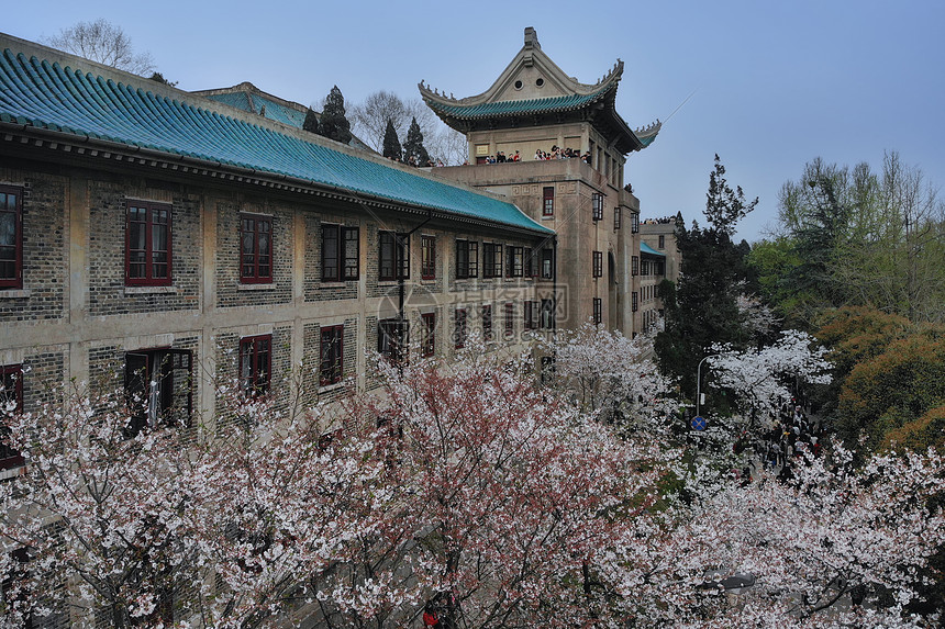 俯瞰武汉大学樱花大道图片