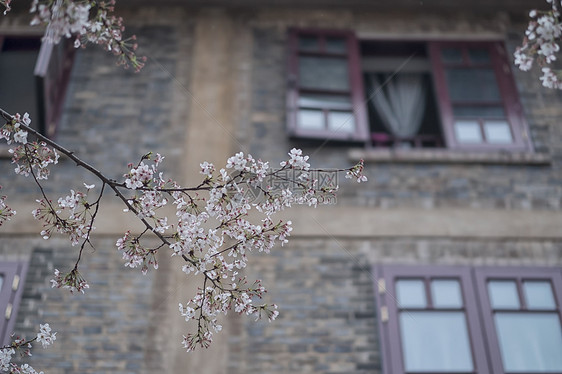 武汉大学樱花图片