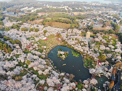 武汉樱花季必到景点俯瞰武汉东湖樱园背景