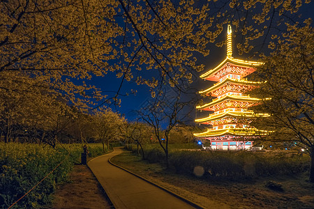 世界风景武汉东湖樱园夜樱背景