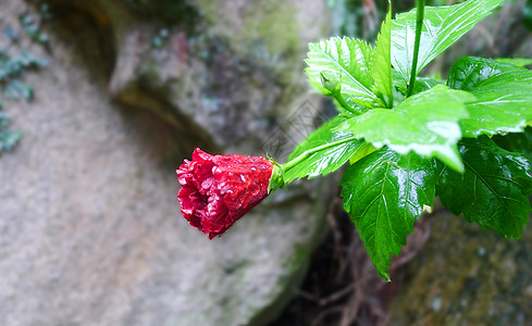 淋雨雨中扶桑花背景