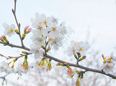 樱花图片