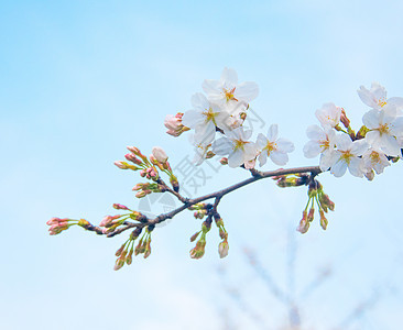 樱花图片