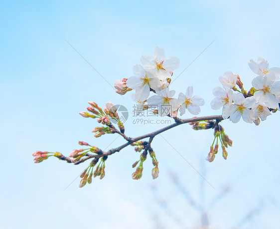 樱花图片