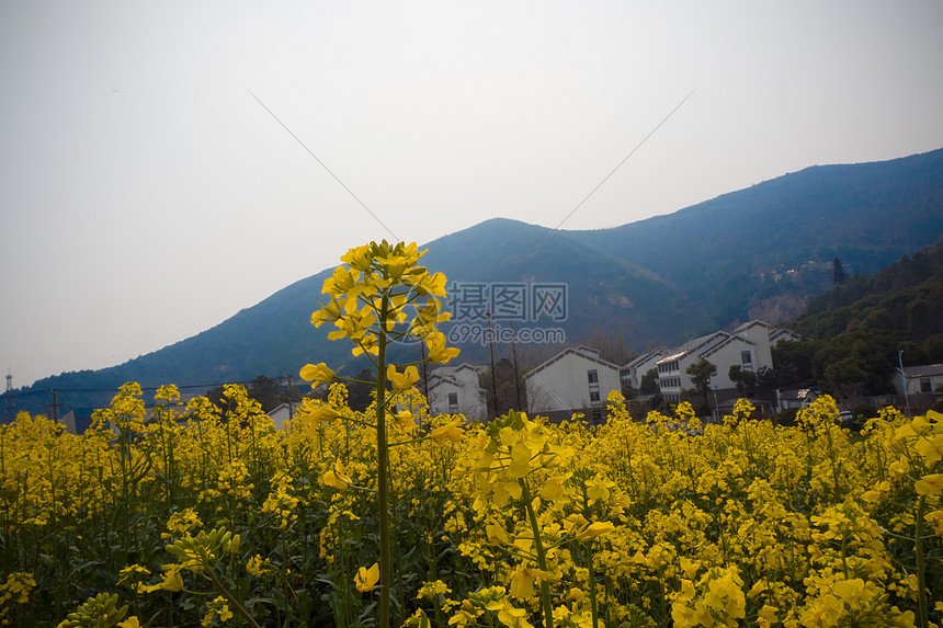 油菜花海图片