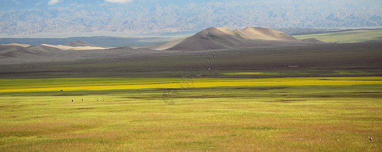 新疆阿勒泰地区油菜花背景图片