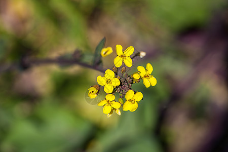 春天油菜花开图片