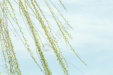 轻风吹拂柳叶图片