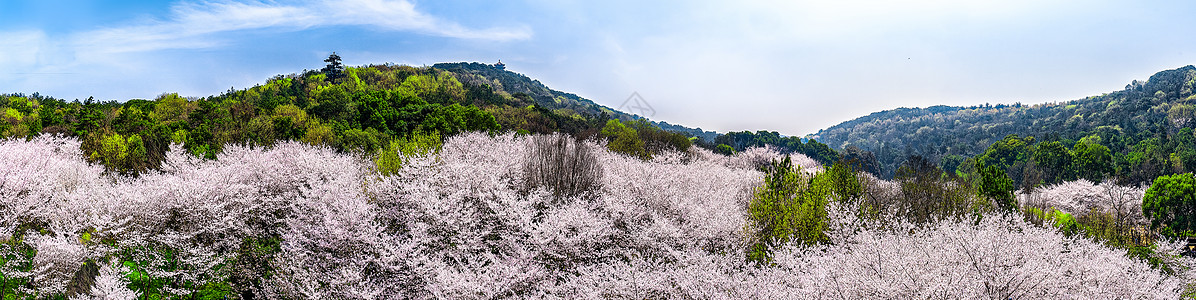 吉野櫻云瀑般的的樱花林背景