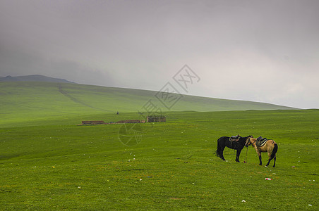 新疆巴音布鲁克草原骏马背景图片