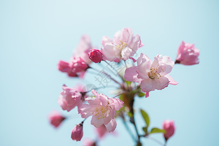 简约桃花图片