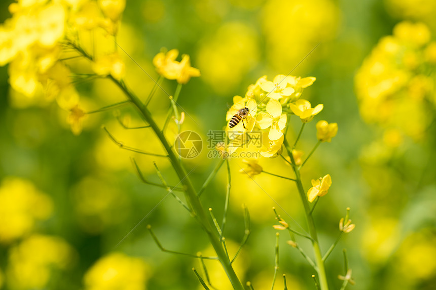 油菜花蜜蜂图片